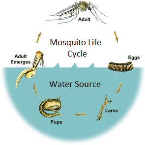 Mosquito Life Cycle