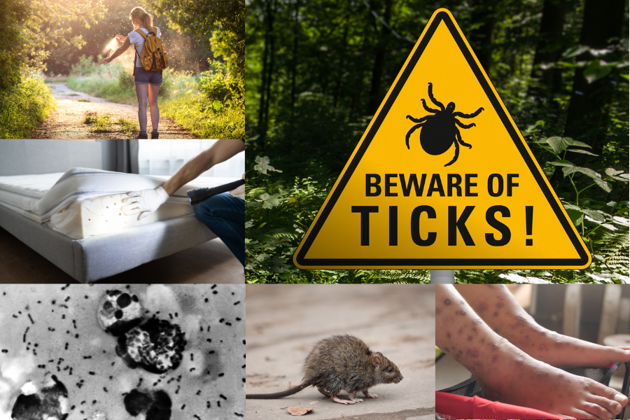 Non-Mosquito Vector Photo