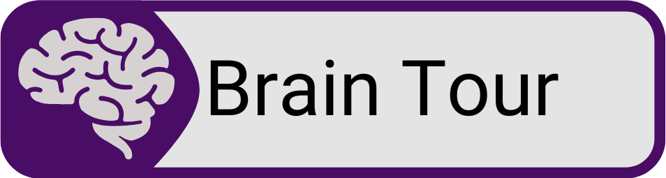 Button_Brain Tour