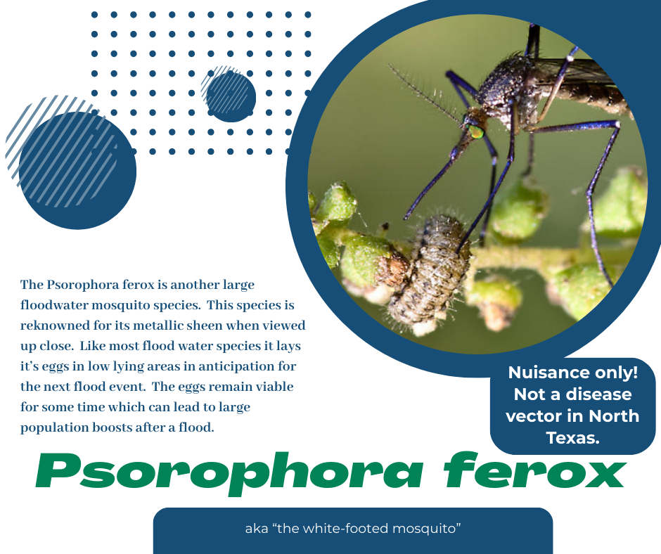 Psorophora ferox