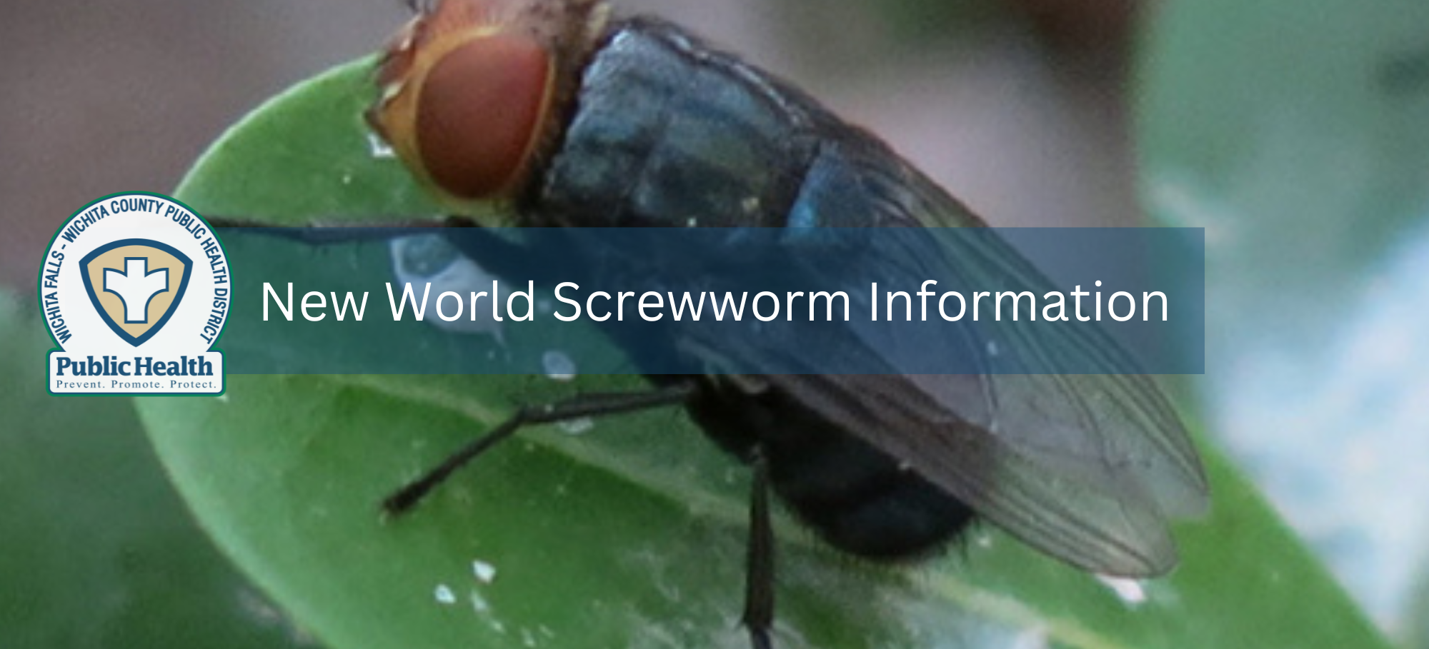 Measles Information Top Banner Only (1)